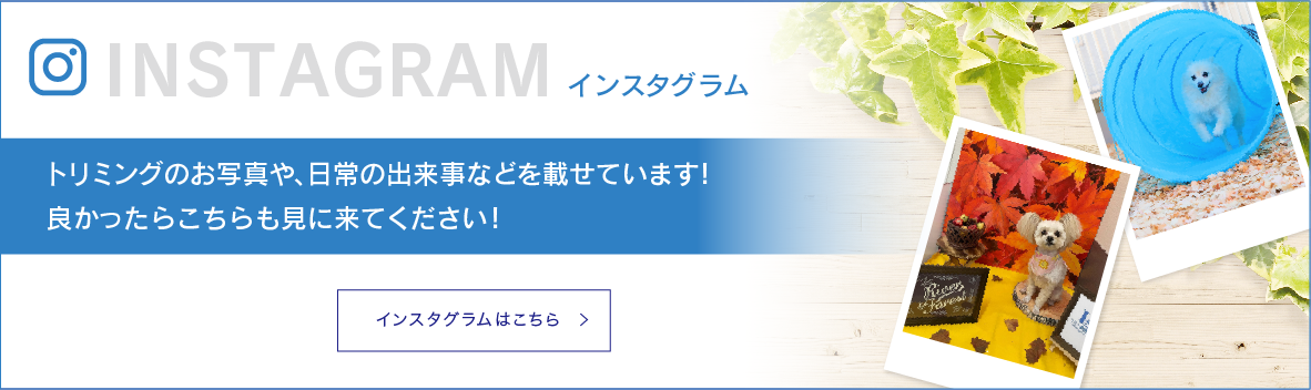 インスタグラム